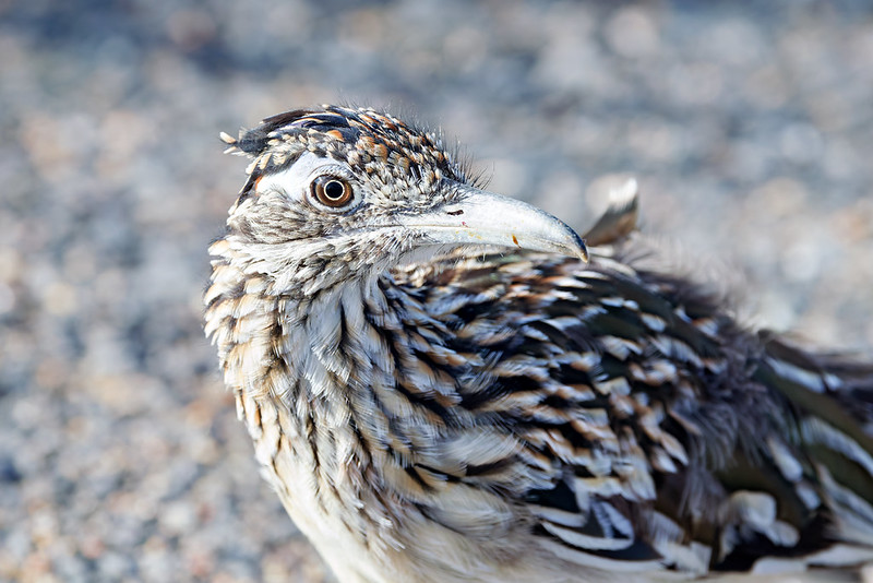 Tight side portrait showing a brown eye, long bill, and black, white, and rusty head feathers