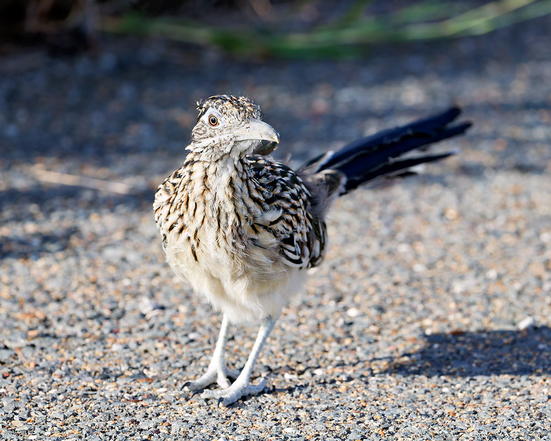 Long-legged bird standing on asphalt with its head turned and long tail extending behind it