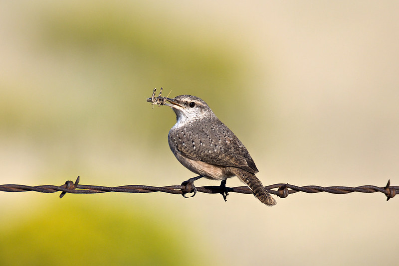 Rock Wren gripping barbed wire with a grasshopper in its bill against a soft green and tan background