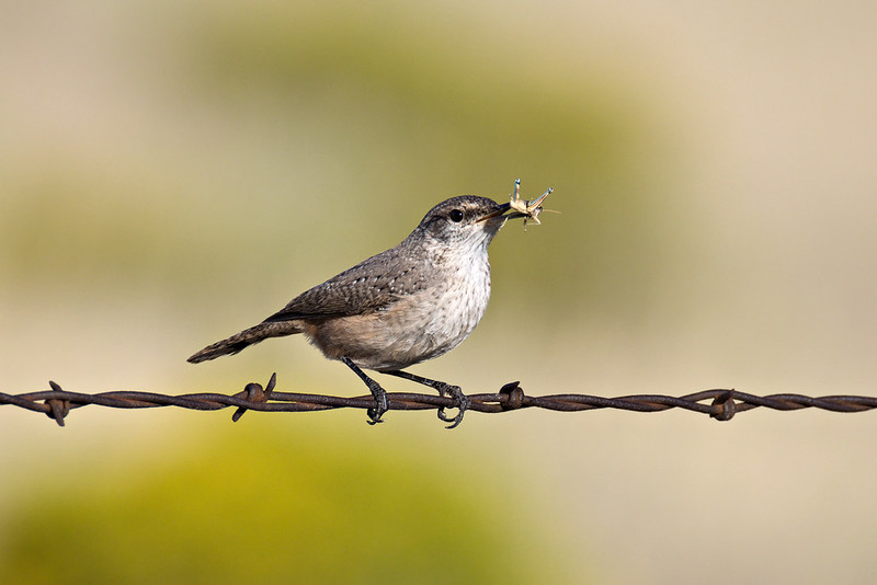 Rock Wren perched on a twisted fence wire with a grasshopper held in its slender bill