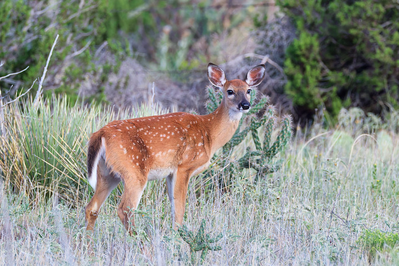 Spotted white-tailed fawn standing in grass beside shrubs at Black Mesa State Park
