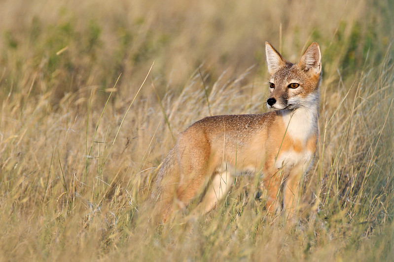 Swift fox standing in tall grass in Oklahoma, with upright ears and its head turned to the side.