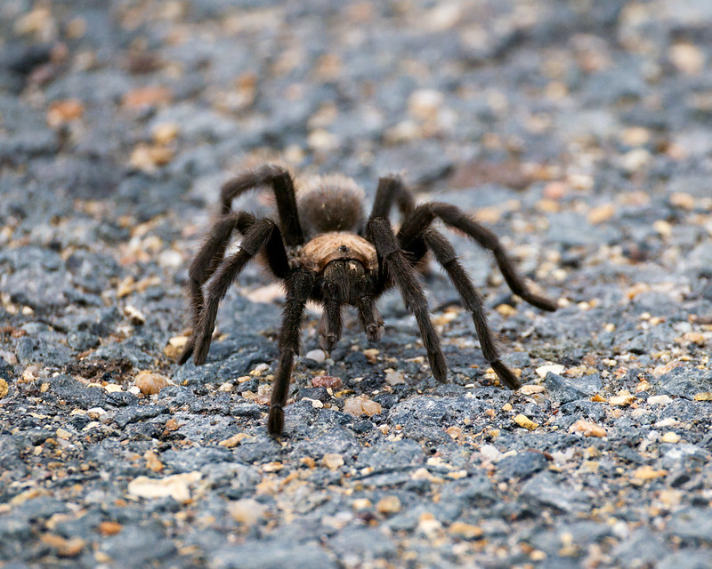 Tarantula facing the camera on an asphalt road near Lake Carl Etling in Oklahoma