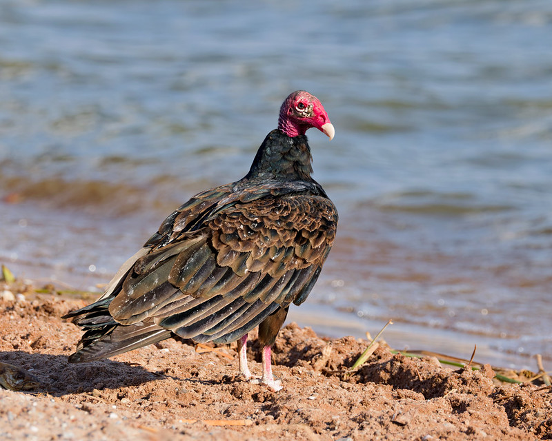Turkey Vulture standing on the sandy shoreline of Fort Supply Lake