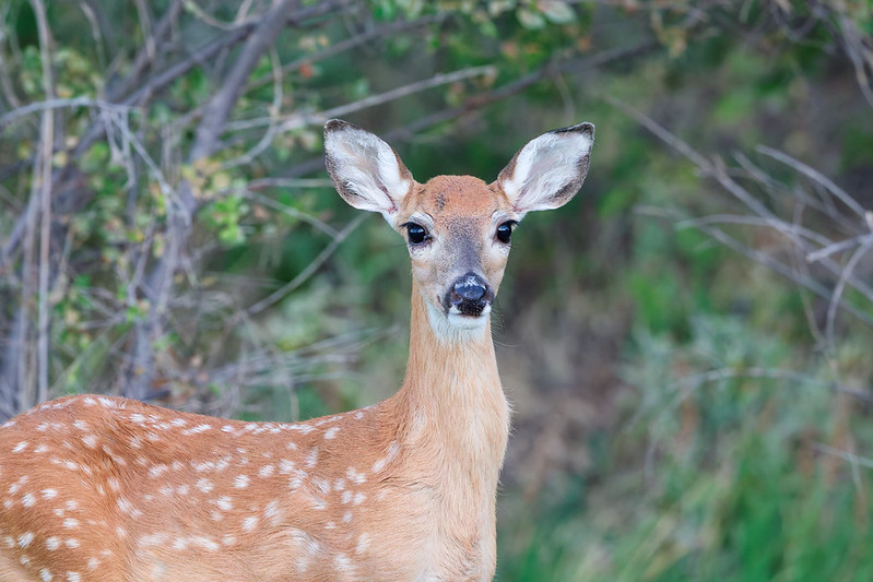 White-tailed Fawn with large ears and a spotted coat standing in front of brush