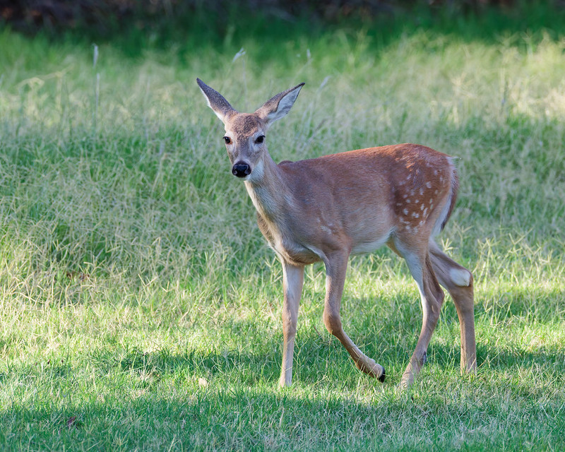 White-tailed Fawn standing in grass with fading spots across its hindquarters