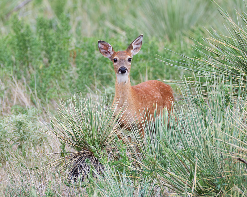 One of the Black Mesa whitetail fawns standing among spiky plants near the park's south entrance