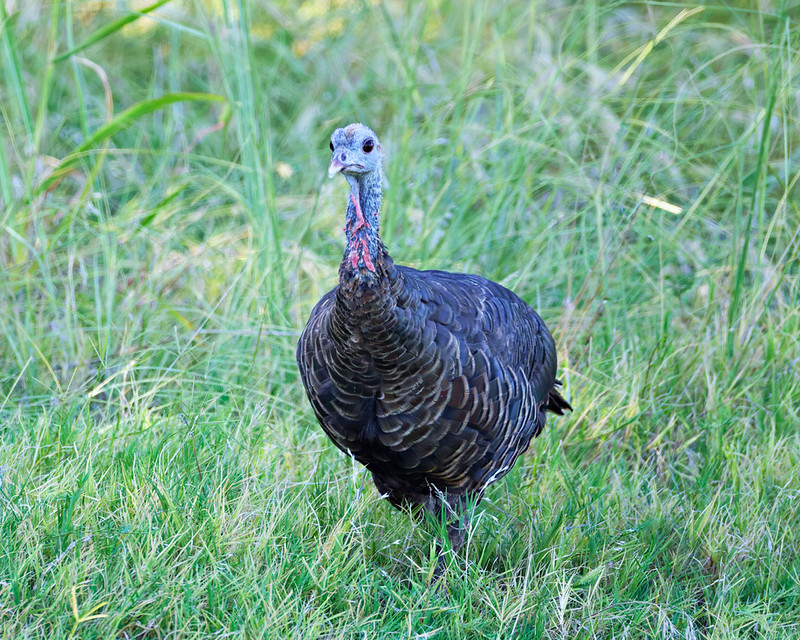 Wild Turkey facing the camera in green grass