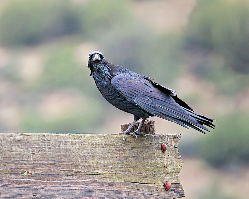 Likely young Common Raven with brownish wing feathers perched on a wooden ranch entry arch near Black Mesa.