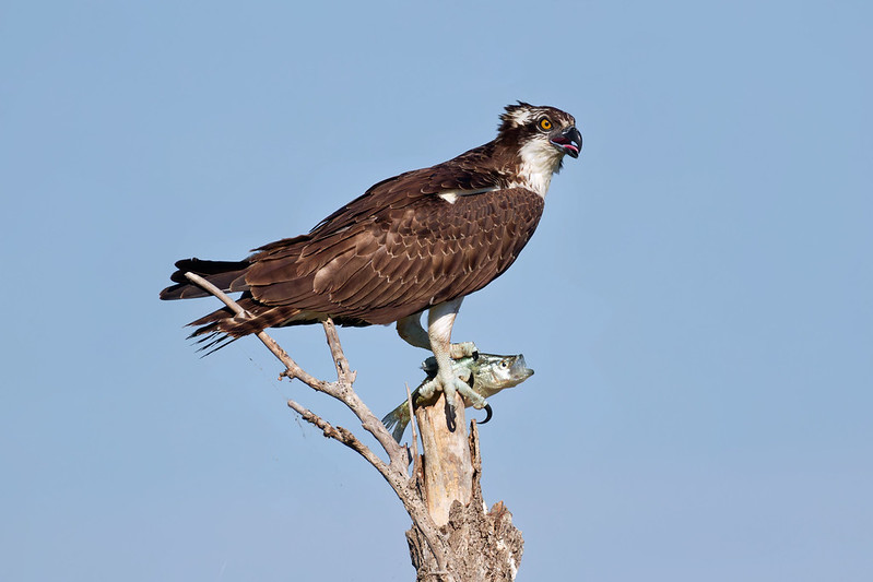 Immature osprey with fish gripped in its talons on the broken top of a dead tree.