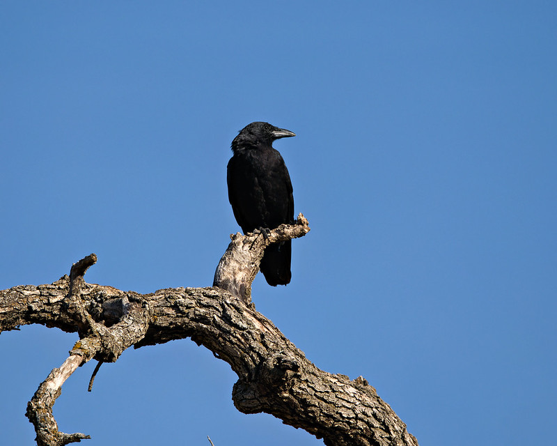 American Crow facing right on a thick, broken tree limb at Wichita Mountains Wildlife Refuge
