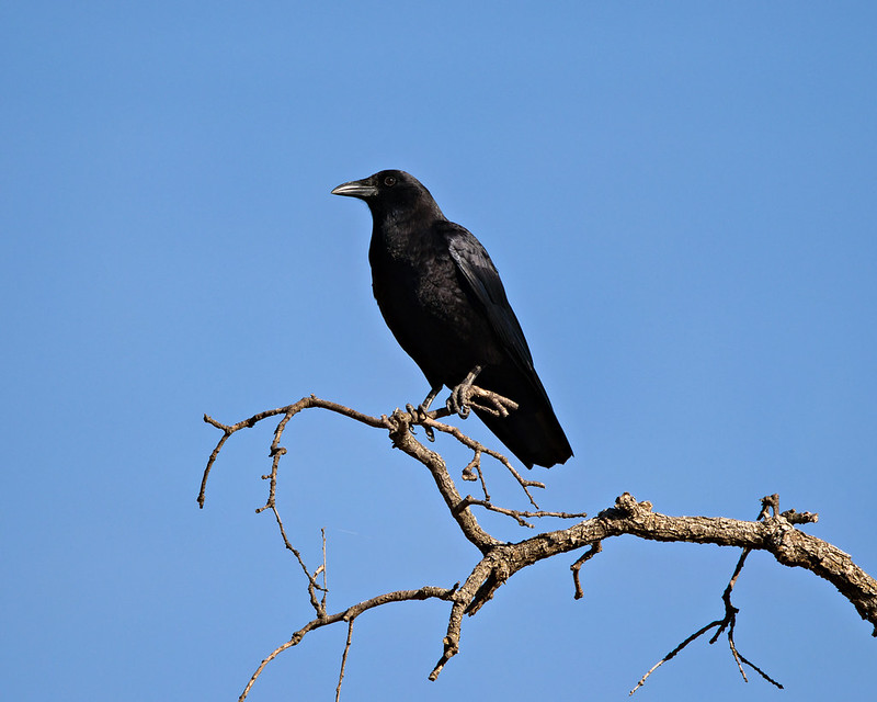 One of two Wichita Mountains crows perched on a slender bare branch against a blue sky