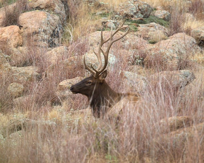 Bull elk bedded in tall grass with its head and antlers visible against a rocky hillside.