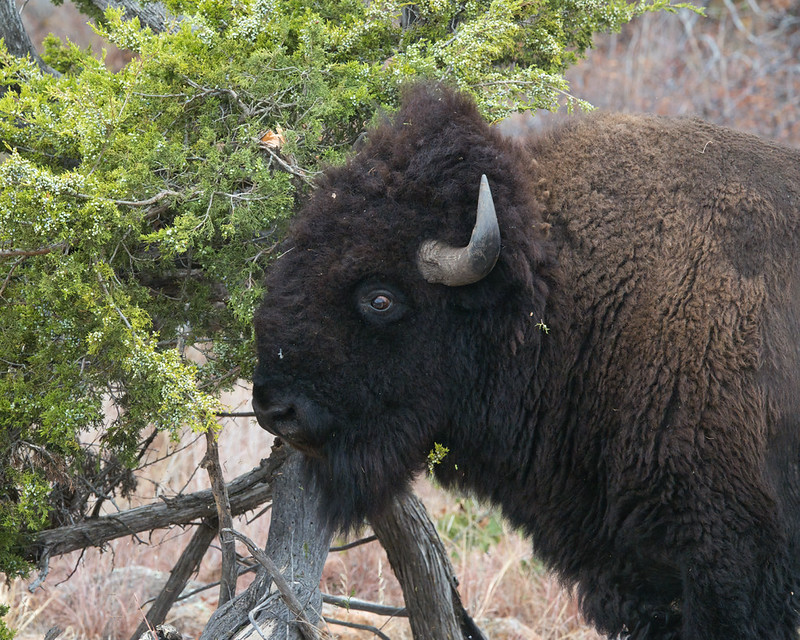 Close view of a bison's head and shoulder beside green branches and a small tree trunk.