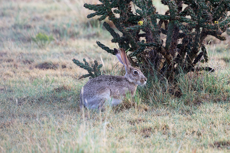 Black-tailed Jackrabbit sitting in grass beside a cactus near Black Mesa State Park in Oklahoma.