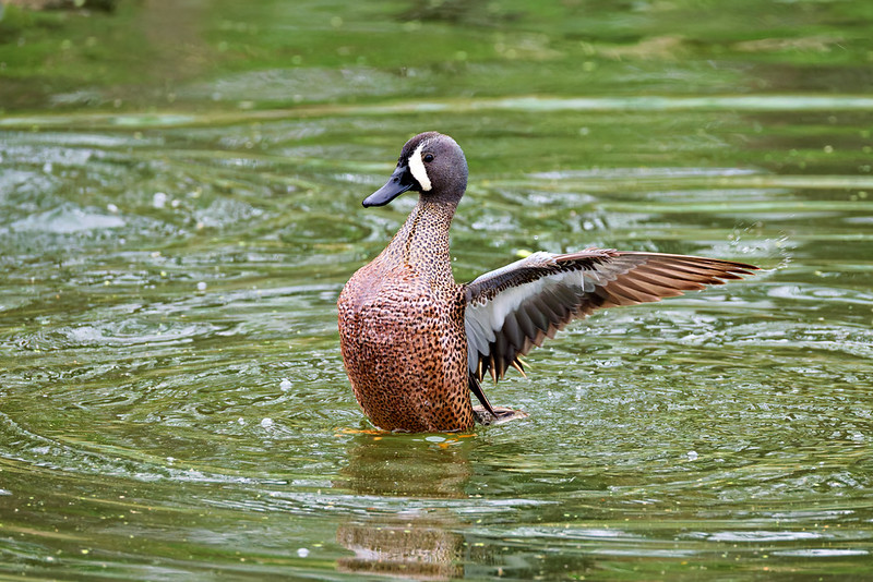 Blue-winged Teal standing upright in green water with its wings extended in a stretching motion.