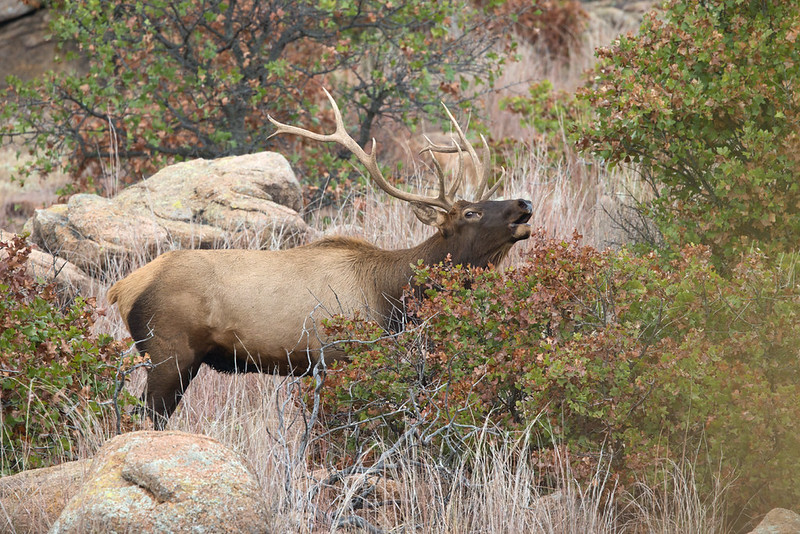 Bull elk with its mouth open among rocks, tall grass, and shrubs at Wichita Mountains Wildlife Refuge.