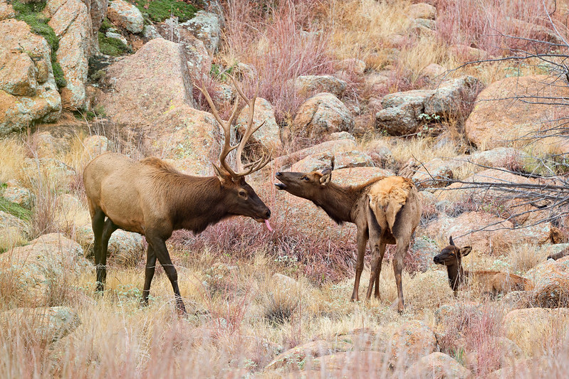 Bull elk with tongue out beside a cow with her head raised and a bedded calf among rocks and dry grass.