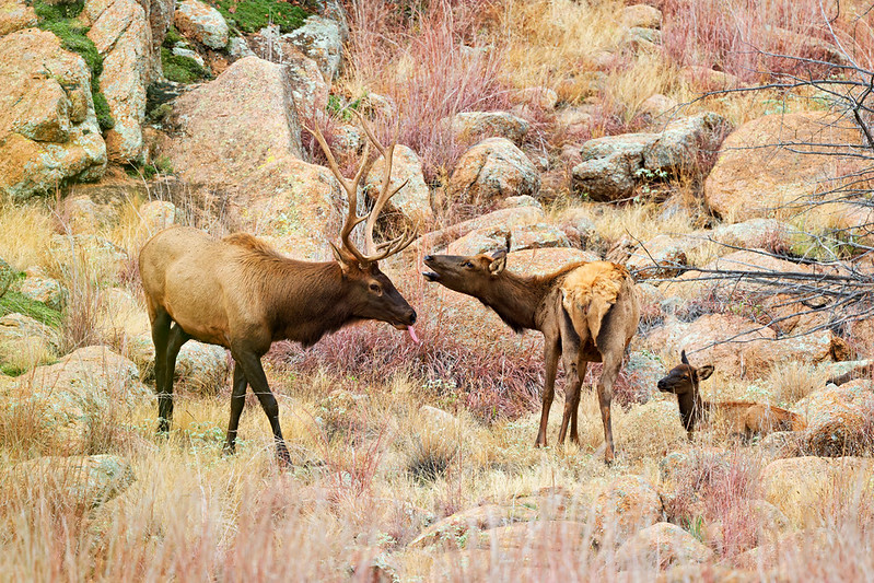Bull elk with tongue out beside a cow with her head raised and a bedded calf among rocks and dry grass.