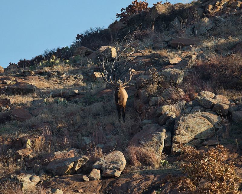 Bull elk facing the camera with its mouth open on a rocky slope at Wichita Mountains Wildlife Refuge.