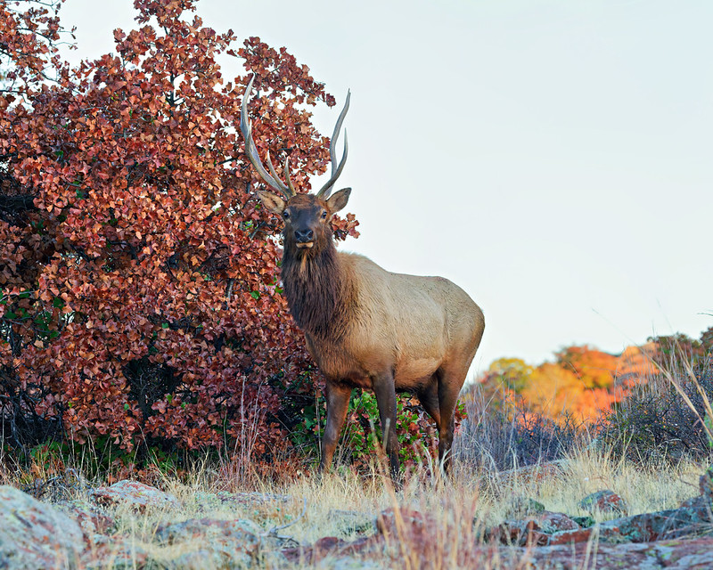 Bull elk facing the camera beside a tree and boulders near Quetone Overlook in Wichita Mountains Wildlife Refuge.