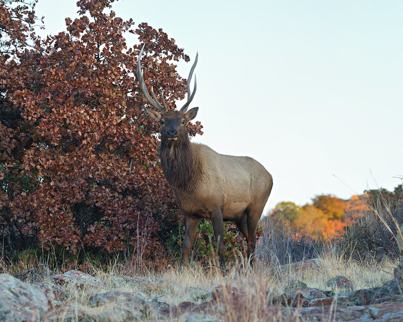 Bull elk facing the camera beside a tree and boulders near Quetone Overlook in Wichita Mountains Wildlife Refuge.
