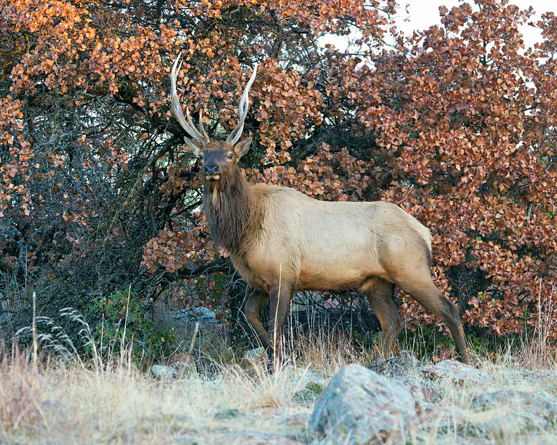 Bull elk walking beside trees and dry grass in Wichita Mountains Wildlife Refuge, Oklahoma.