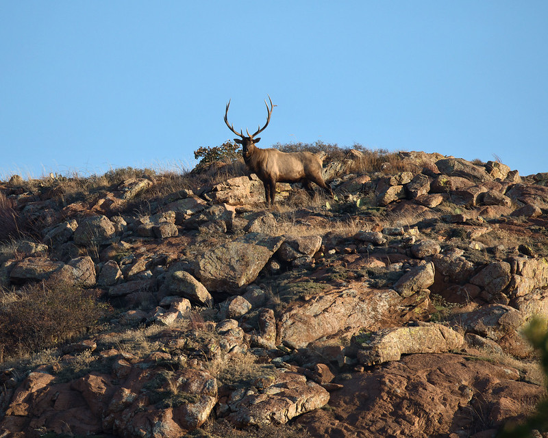Bull elk standing on a rocky mountain slope beneath blue sky at Wichita Mountains Wildlife Refuge.