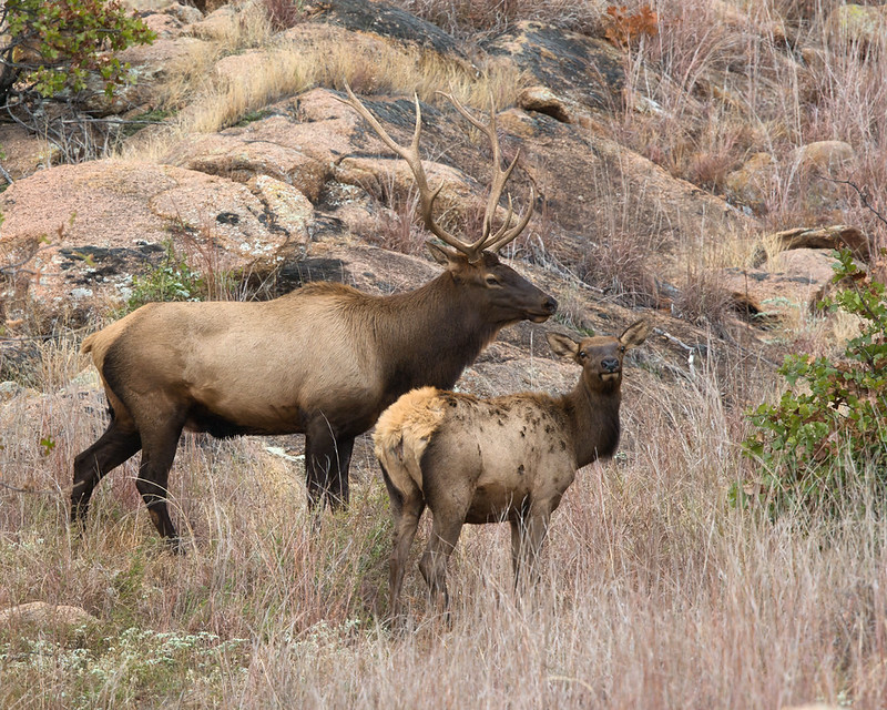 Bull and cow elk standing together in tall grass below a rocky slope at Wichita Mountains Wildlife Refuge.