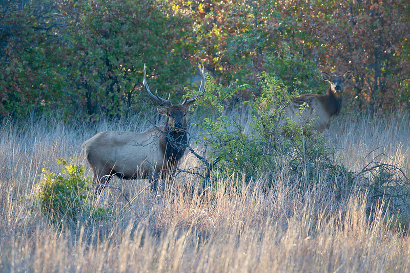 Bull and cow elk looking toward the camera through grass and brush at Wichita Mountains Wildlife Refuge.