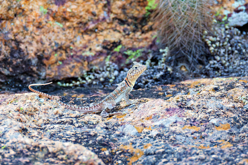 Collared lizard shedding patches of skin on a boulder at Wichita Mountains Wildlife Refuge in Oklahoma.