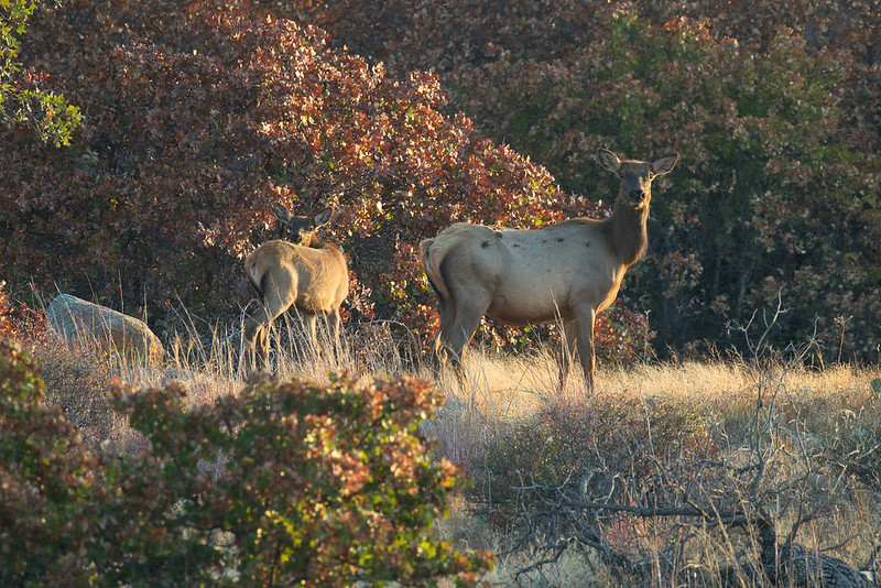 Cow and calf elk on a grassy slope bordered by brush at Wichita Mountains Wildlife Refuge.