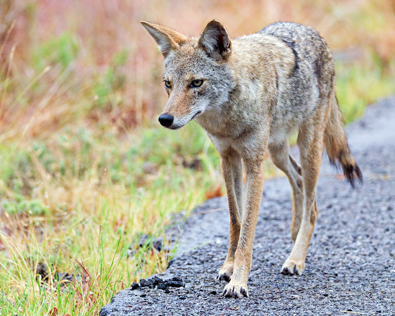 Coyote walking along the edge of pavement beside grass at Wichita Mountains Wildlife Refuge.