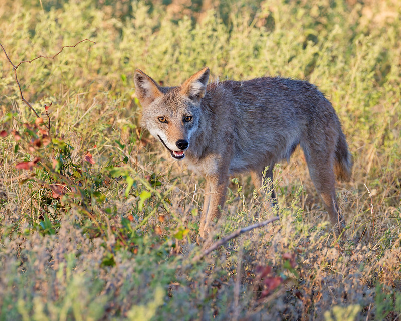 Coyote looking toward the camera with upright ears and its mouth open among roadside plants at Wichita Mountains.