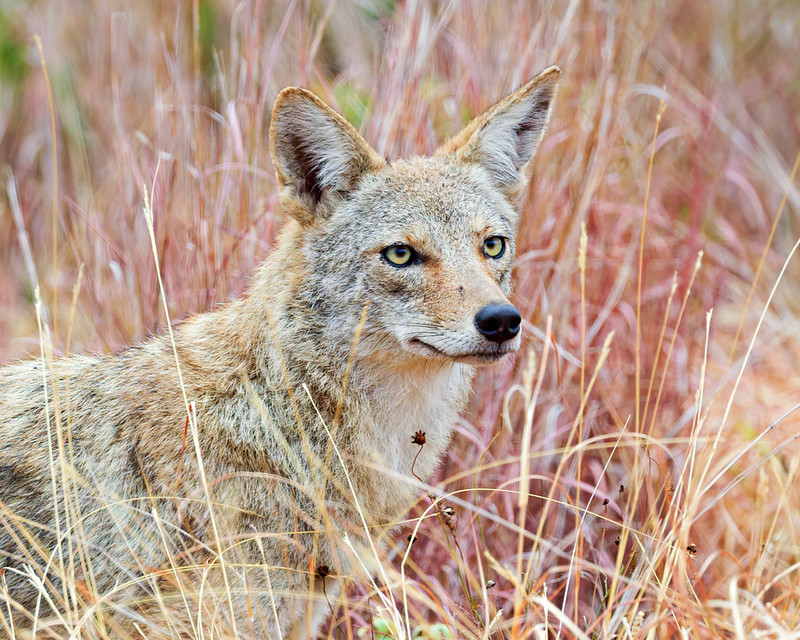Coyote looking to the right among tall reddish and golden grasses at Wichita Mountains Wildlife Refuge.