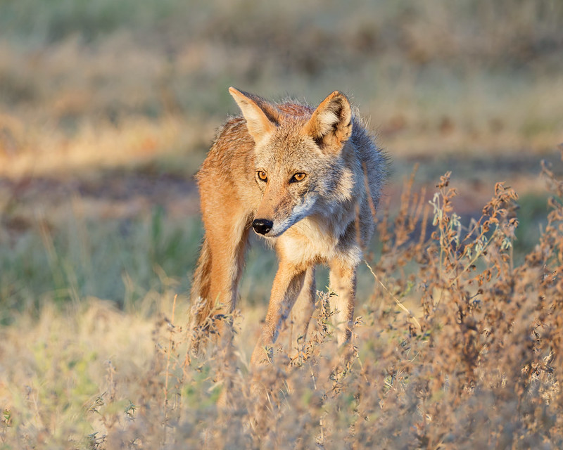 Coyote standing in warm light among low plants at Wichita Mountains Wildlife Refuge, with its head turned left.