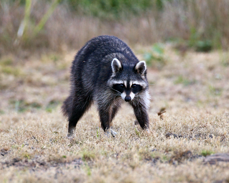 Dark-coated raccoon walking through short grass near French Lake in Wichita Mountains Wildlife Refuge.