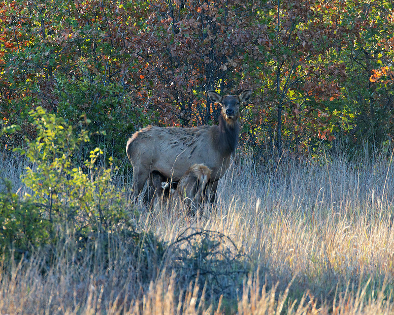 Elk calf nursing beneath a cow standing in tall grass at Wichita Mountains Wildlife Refuge.