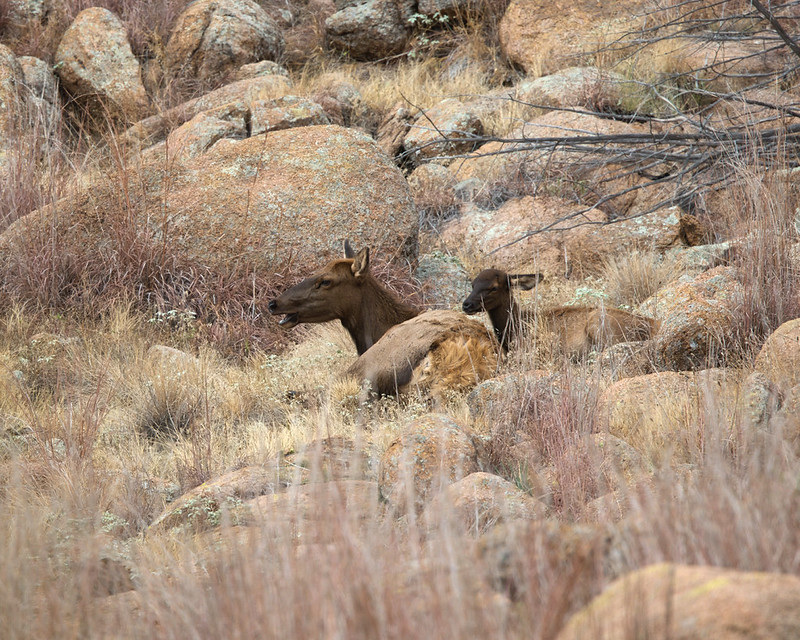 Two elk resting in dry grass among large boulders at Wichita Mountains Wildlife Refuge.