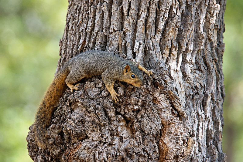 Fox Squirrel stretched across rough tree bark with its bushy tail hanging down the trunk.