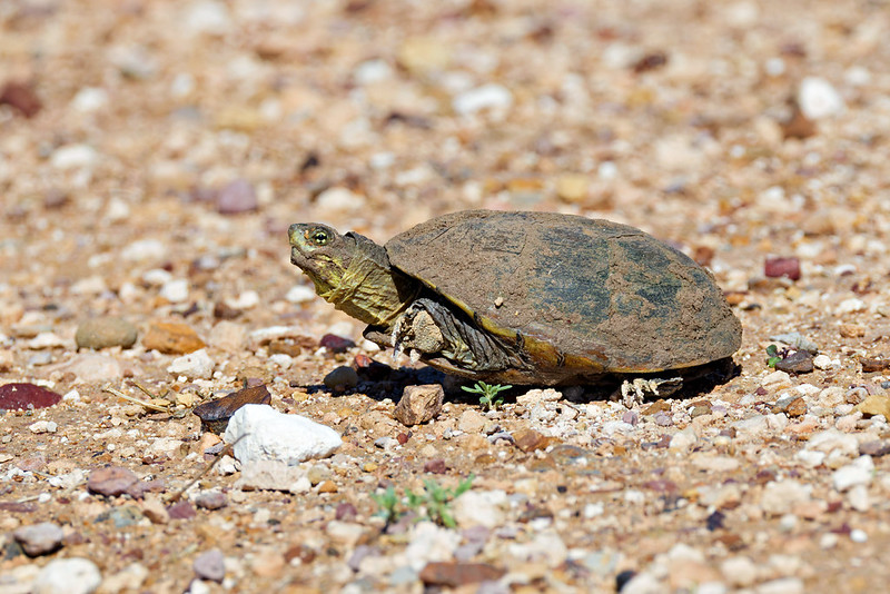 Likely Yellow Mud Turtle with a yellow throat and dusty shell on a rocky dirt road near Black Mesa State Park.