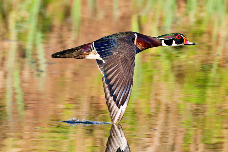 Colorful male Wood Duck flying low over the water with its wings extended and reflection visible.