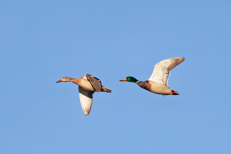 Male and female Mallards flying together against a blue sky, illustrating the 2026 duck survey population decline.