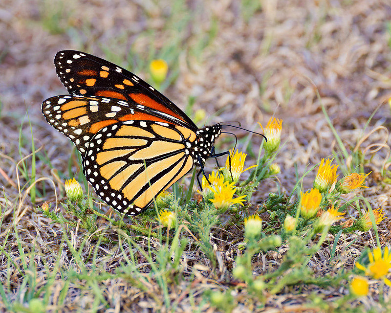 Monarch butterfly feeding on small yellow flowers beside a campsite at Black Mesa State Park in Oklahoma.