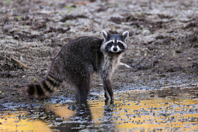 Raccoon looking toward the camera while standing in shallow water beside a muddy creek bank.