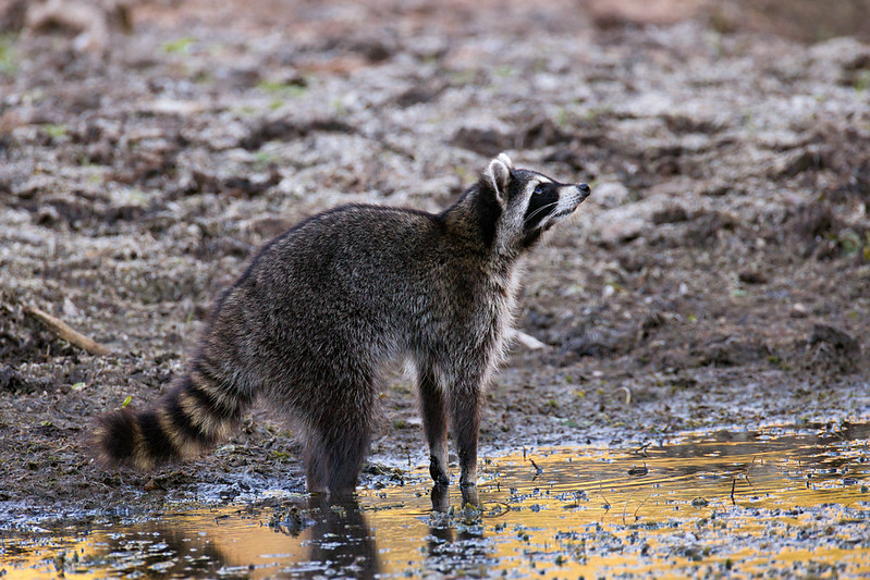 Raccoon standing at the creek's edge with its nose raised, near French Lake in Oklahoma.