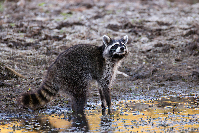 Raccoon at the muddy creek edge with its head lifted and turned toward the camera.