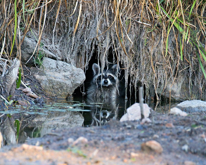 Raccoon peering from a creek-bank hole beneath exposed roots, with its reflection in the water near French Lake.