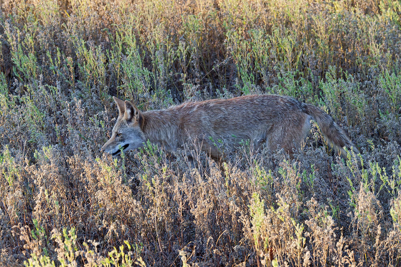 Roadside coyote hunting through dense vegetation at Wichita Mountains Wildlife Refuge in Oklahoma.