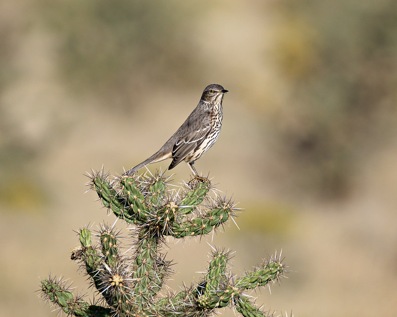 Sage Thrasher perched on a branching cactus beside a gravel road near Black Mesa State Park in Oklahoma.